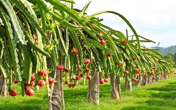 Thanh long hỗ trợ điều trị bệnh tiểu đường