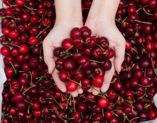 Cherry hỗ trợ điều trị bệnh tiểu đường
