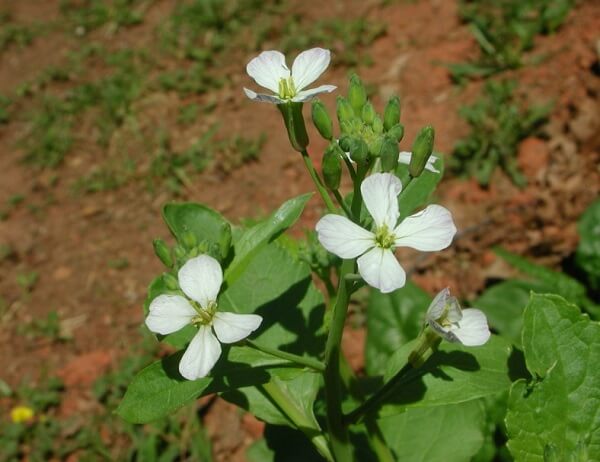 Hoa củ cải trắng