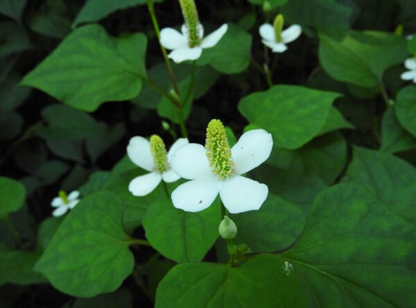Hoa diếp cá