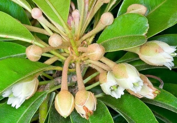 Hình ảnh hoa hồng xiêm