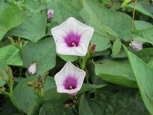 Hoa khoai lang