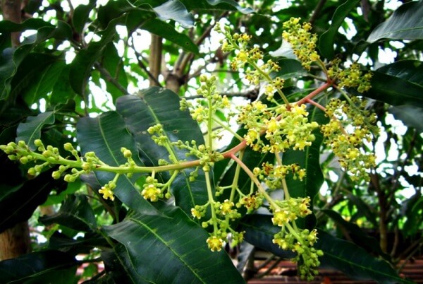 Hoa xoài