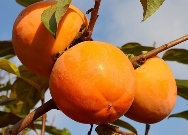 Quả hồng vuông đồng Đà Lạt