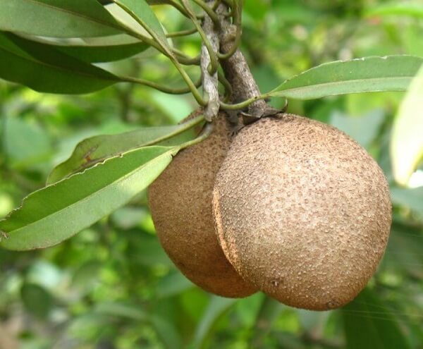 Không ăn nhiều hồng xiêm cùng một lúc