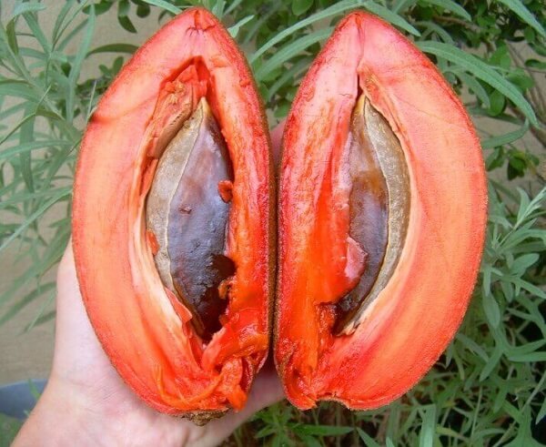 Hồng xiêm ruột đỏ