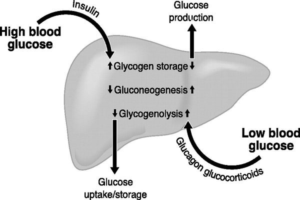 Hormon insulin làm chậm quá trình biến đổi glycogen thành glucose