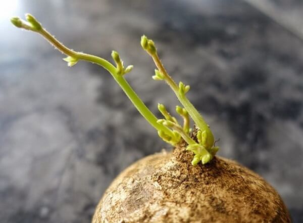 Không sử dụng củ đậu đã mọc mầm