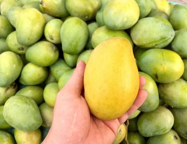 Không nên ăn xoài lúc bạn đang đói vì sẽ gây hại cho dại dày