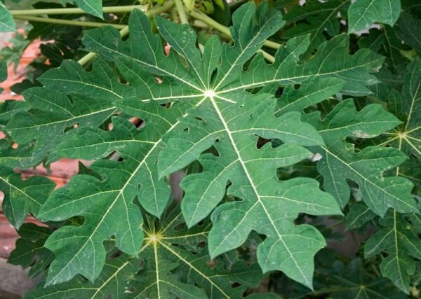 Lá đu đủ có nhiều tác dụng cho sức khỏe