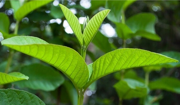 Lá ổi