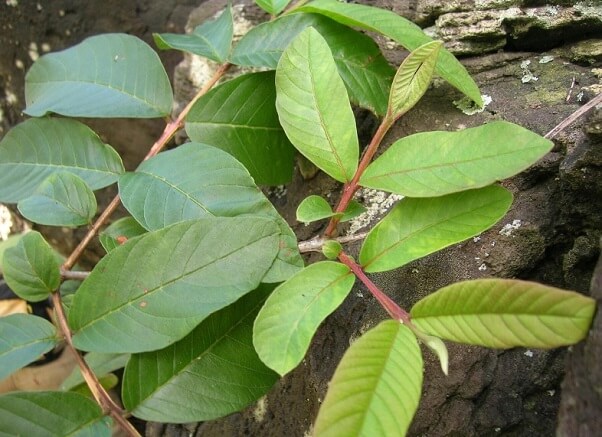 Tác dụng của lá ổi với sức khỏe là gì?