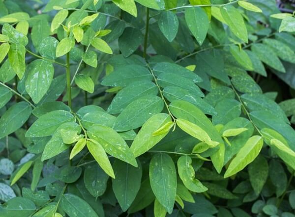 Hạn chế sử dụng rau ngót trái mùa