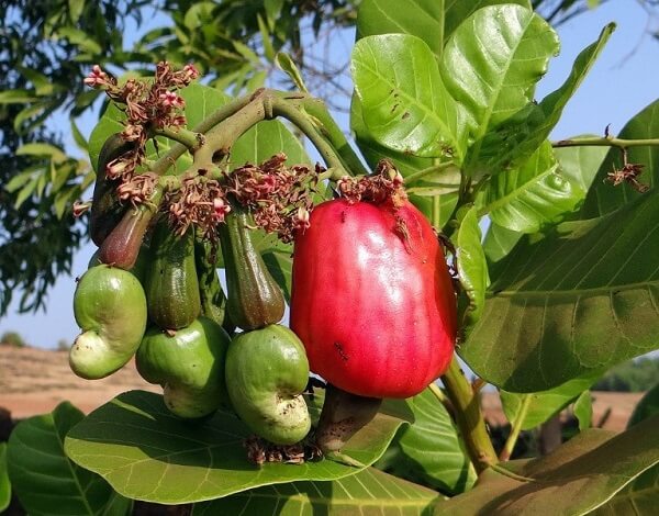 Hạt điều chứa nhiều chất dinh dưỡng tốt cho sức khỏe
