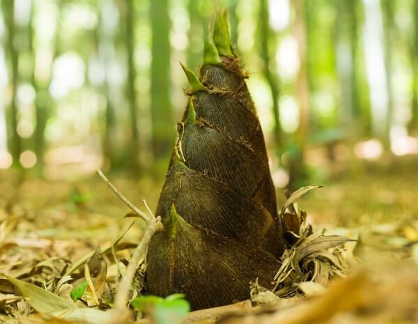 Tác dụng của măng đối với sức khỏe là gì?