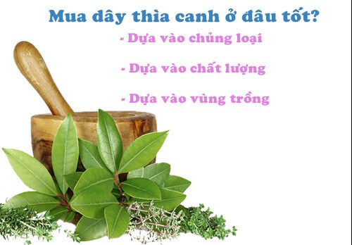 Dây thìa canh mua ở đâu? Dây thìa canh mọc ở đâu tốt nhất?