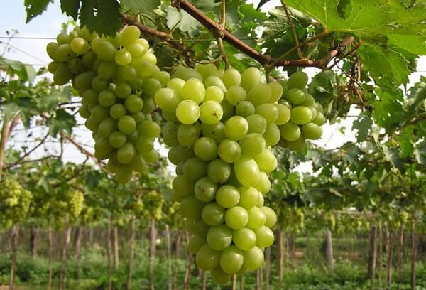 Quả nho có tác dụng?
