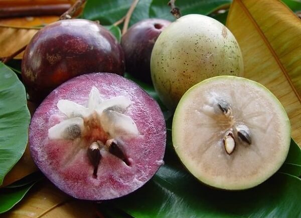 Quả vú sữa