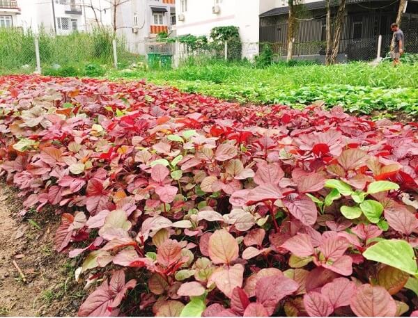 Rau dền có tác dụng gì đối với cơ thể?
