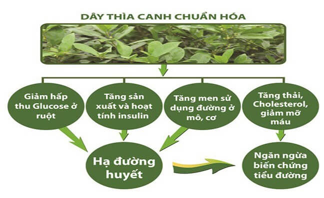 Dây thìa canh cải thiện tiểu đường nhờ thành phần hóa học