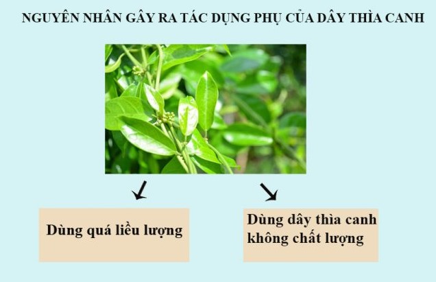 Tác dụng phụ của dây thìa canh là gì