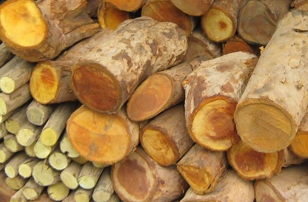 Thân cây mật gấu miền bắc màu vàng óng