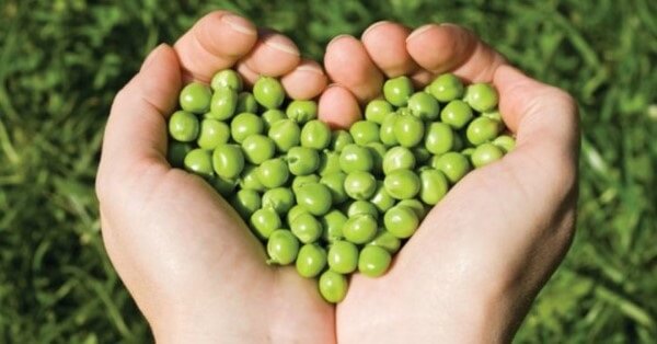 Đậu Hà Lan giúp cơ thể ngăn ngừa các bệnh về tim mạch