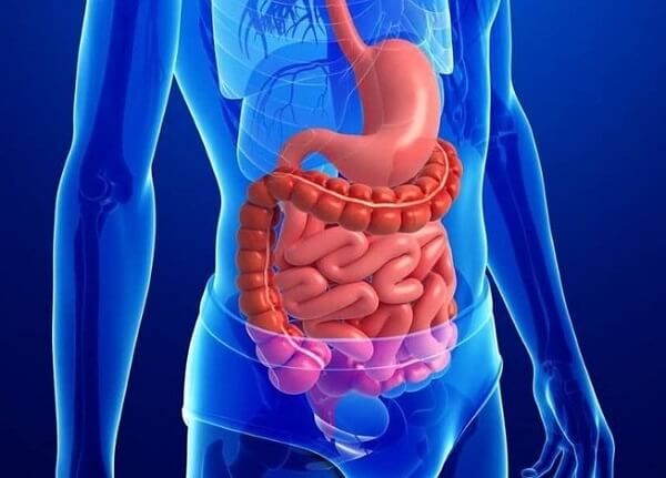 Khế là loại trái cây rất tốt cho hệ tiêu hóa