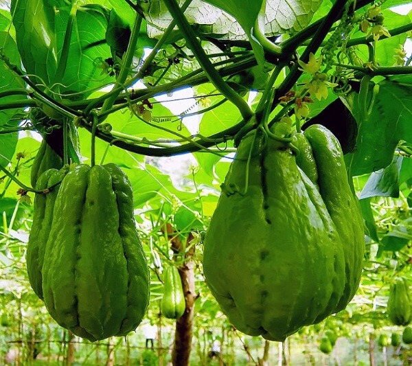 Quả su su