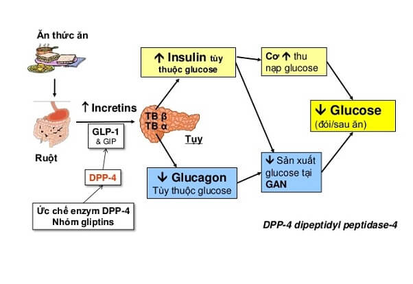Galvus có khả năng ức chế dipeptidyl - peptidase - 4 (DPP - 4)
