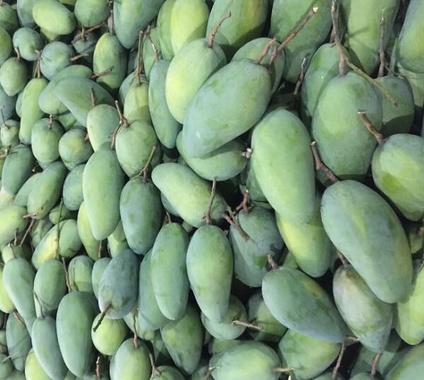 Xoài tượng
