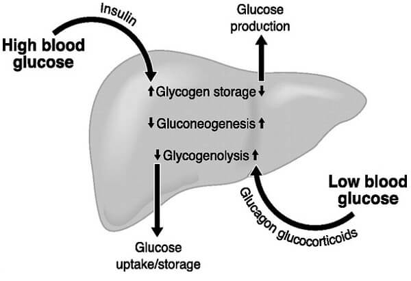 Insulin là hormon duy nhất làm giảm glucose trong máu