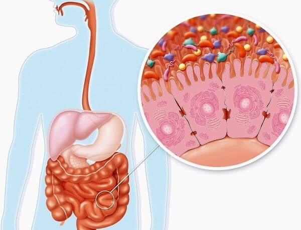 Óc chó chứa nhiêu chất dinh dưỡng có tác dụng hỗ trợ đường ruột