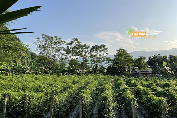 Tìm hiểu rõ nguồn gốc xuất xứ của dây thìa canh