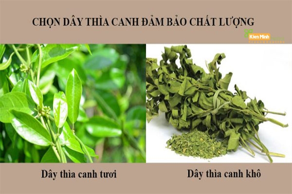 Lưu ý khi sử dụng dây thìa canh