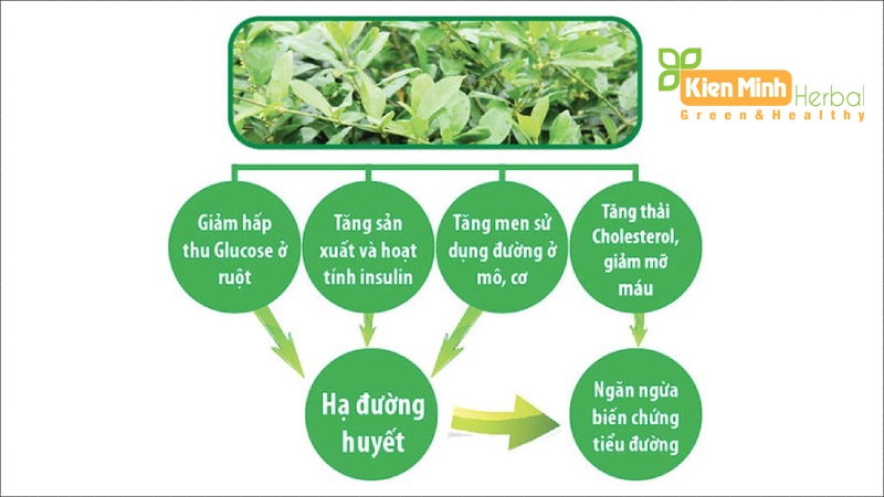 Tác dụng của dây thìa canh với bệnh tiểu đường